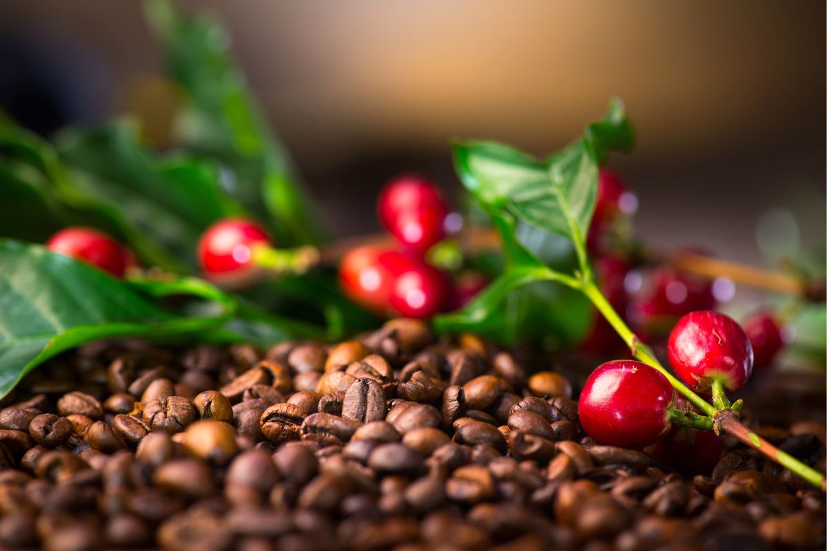como cultivar café em casa